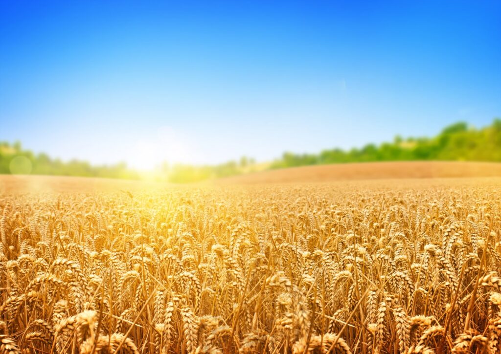 Фотоактивація насіння пшениці